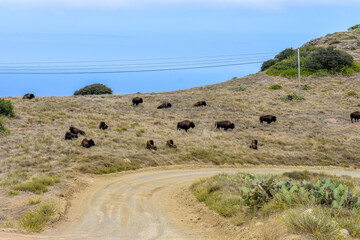 Herd of Bison near the road, Catalina Island, California © Michael
