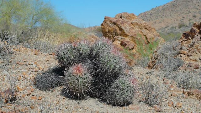 Panning shot of a cluster of barrel cactus in the desert with rocks in background