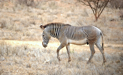 Wild animals in nature , Zebras in the savanna on safari in Kenya. 

