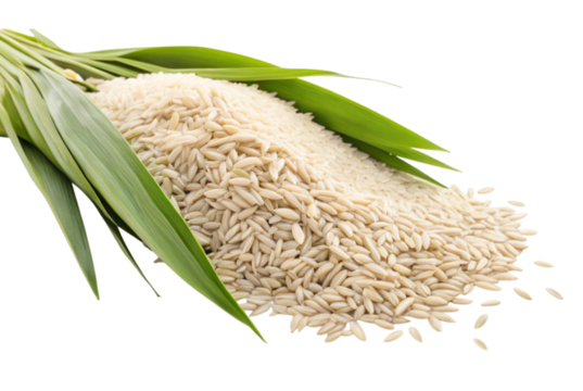 Organic paddy rice healthy choice