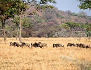 Maasai Mara wildebeest migration Safari, the seventh wonder of the world, Kenya