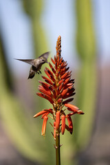 An Annas Hummingbird flies over an orange aloe flower bloom with a Saguaro Cactus in the background.  