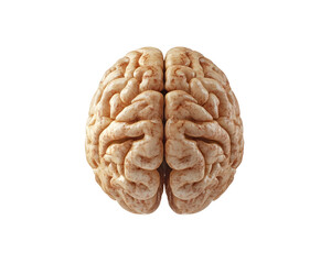 Obraz premium brain isolated png