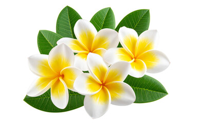 Fototapeta premium Three Cluster of Tropical Plumeria Flowers with Green Leaves, isolated on a transparent background