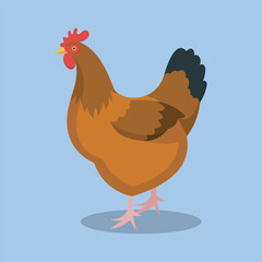 brown chicken in isolated background