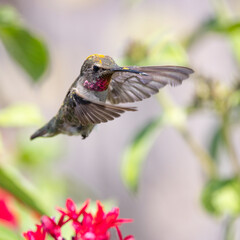 A colorful Anna's hummingbird flies through a garden with pink and purple feathers and dusted with yellow nectar and pollen.  