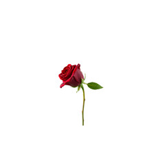 Fototapeta premium Elegant red rose, isolated on black.