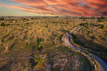 Oliveto al tramonto - Salento