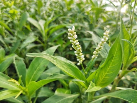 Smartweed plant (Persicaria hydropiper) in the river bank 