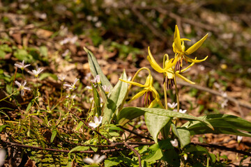 Trout Lily Blossoms in the Smokies