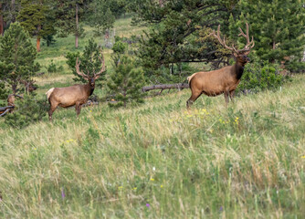 Two Bull Elk Stand To Look Out While HIkers Pass
