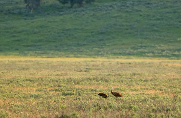 Two Sand Hill Cranes Wander In Open Field