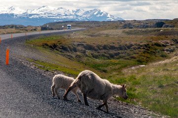 Obraz premium Northeast Iceland, ewe and lamb crossing road with mountains in background