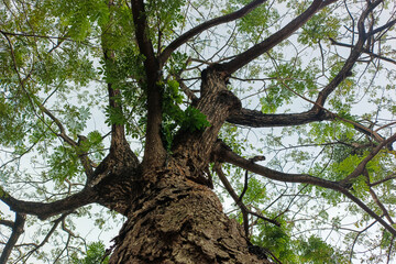 A tall tree viewed from below, with rough bark and branches full of green leaves.