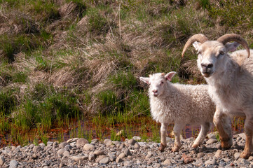 North east Iceland, ewe with lamb beside road