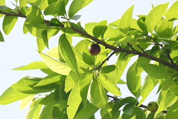 Alangium salvifolium or sage leaved alangium tree fruit. It is a flowering plant in the Cornaceae family. Wildfruit on the tree. 
