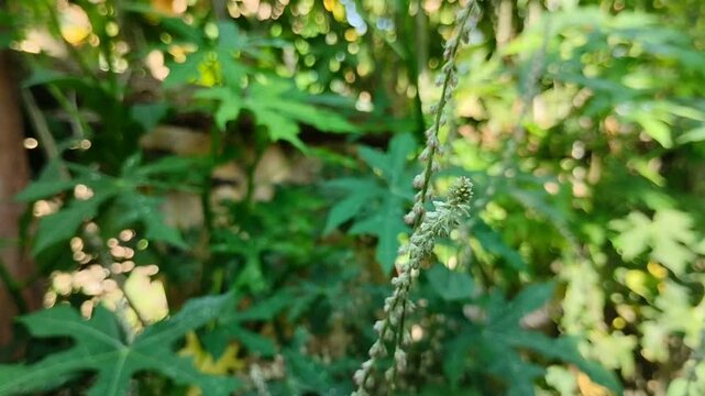 Jarong or Cyathula or Achyranthes bidentata (Achyranthes aspera). This plant is efficacious for digestion, fever, mumps and infections due to its antimicrobial properties.