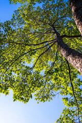 Fototapeta premium Giant green leaf big tree branch up to sky ant view sun light