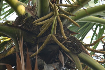 Borassus flabellifer flower. Its common names doub palm, palmyra palm, tala tree, tal palm, toddy palm, lontar palm, wine palm, Asian palmyra palm and ice apple.
