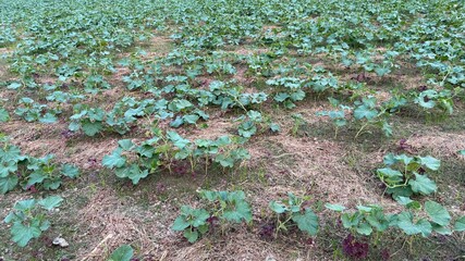 Young Melon Plant Field With Straw Mulch Rows, Emerging Green Leaves, And New Growth Patches