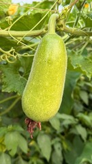 Hanging Bottle Gourd A CloseUp View of the Green Vegetable Growing in Nature