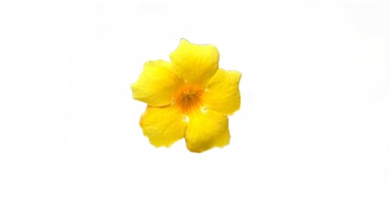 Isolated Golden Trumpet Flower on White Background A Vibrant Yellow Blossom Closeup