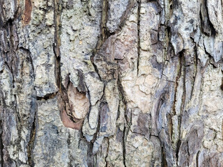Close-up texture of rough tree bark with deep grooves and natural earthy tones, perfect for use in nature backgrounds, organic patterns, or natural material references.