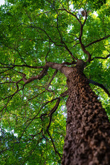 Giant green leaf big tree branch up to sky ant view sun light