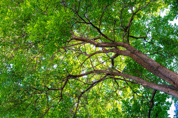 Giant green leaf big tree branch up to sky ant view sun light