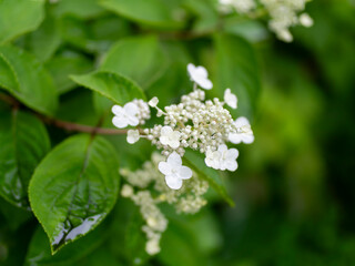 水滴が付いた白い紫陽花