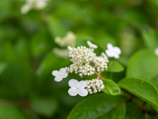 水滴が付いた白い紫陽花