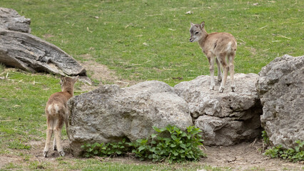 Animals in Toronto