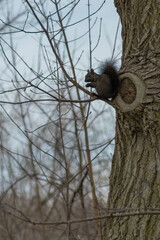 Animals in Toronto