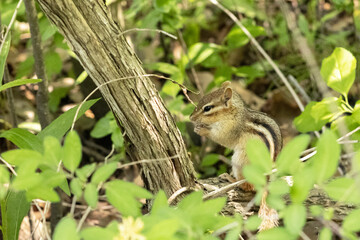 Animals in Toronto