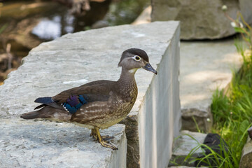 Animals in Toronto