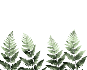 leaves isolated png