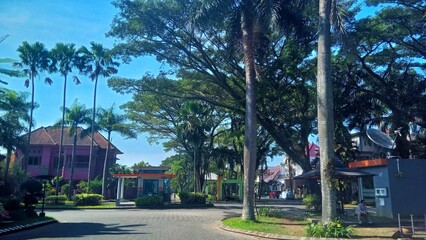 Serene Street with Tall Trees