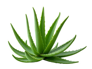 Aloe vera plant  PNG file isolated on transparent background