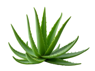 Aloe vera plant  PNG file isolated on transparent background