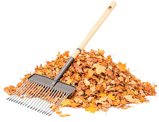 Leaf rake in pile of autumn leaves, fall cleanup, transparent background