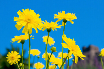 Field of yellow hawkweed flowers with a blue sky in background.