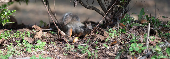 森にすむ可愛いニホンリス	