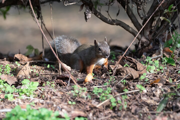 森にすむ可愛いニホンリス	