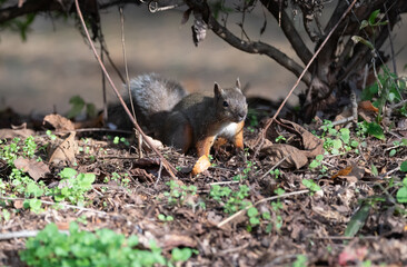 森にすむ可愛いニホンリス	