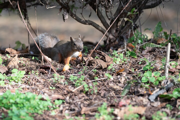 森にすむ可愛いニホンリス	