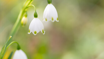 スズランが咲く	