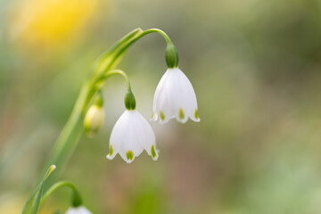 スズランが咲く	