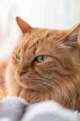 窓辺でくつろぐ可愛い猫　茶トラ	