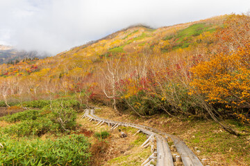日本の風景・秋　栂池高原　紅葉の栂池自然園