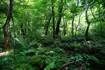 Fototapeta premium wild forest with dense ferns
